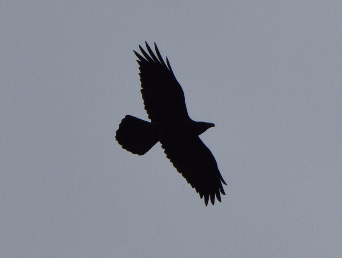 Common Raven - ML541549671