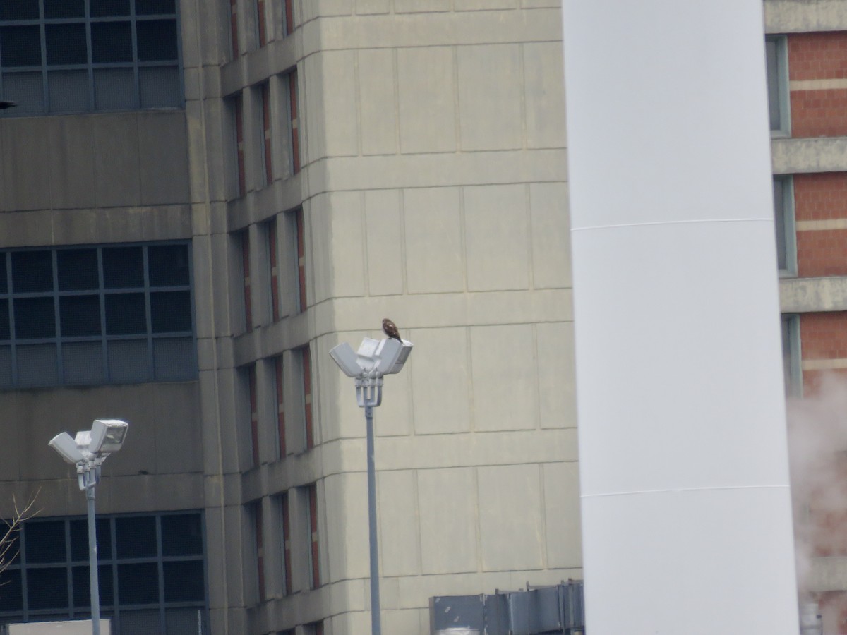 Swainson's Hawk - ML541552421