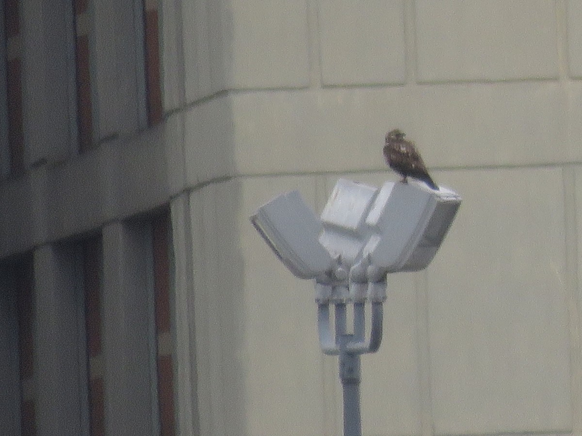 Swainson's Hawk - ML541552441