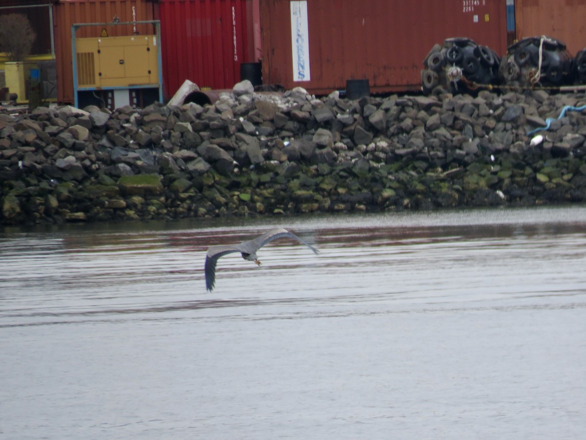 Great Blue Heron - ML541552701