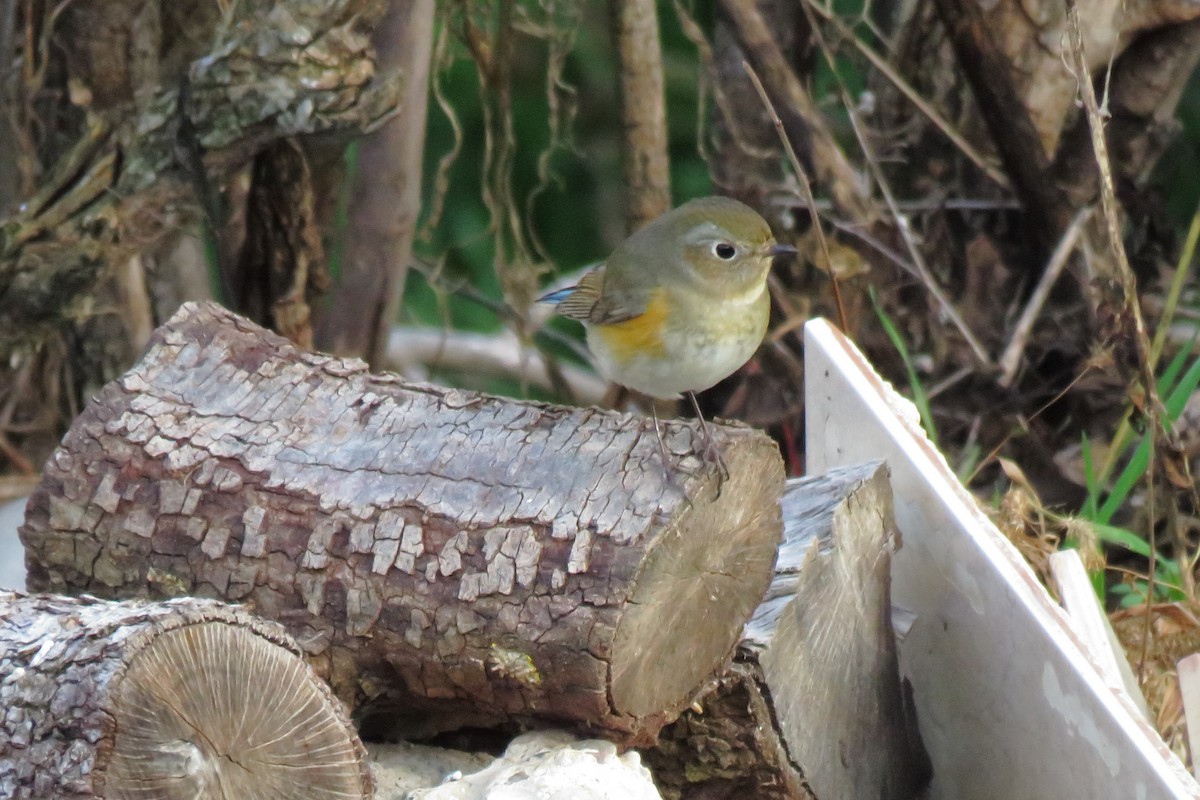 Red-flanked Bluetail - ML541555361