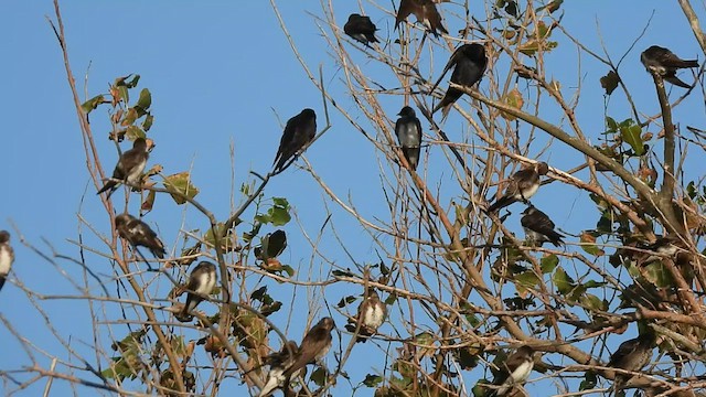 סנונית בלתי-מזוהה - ML541555451