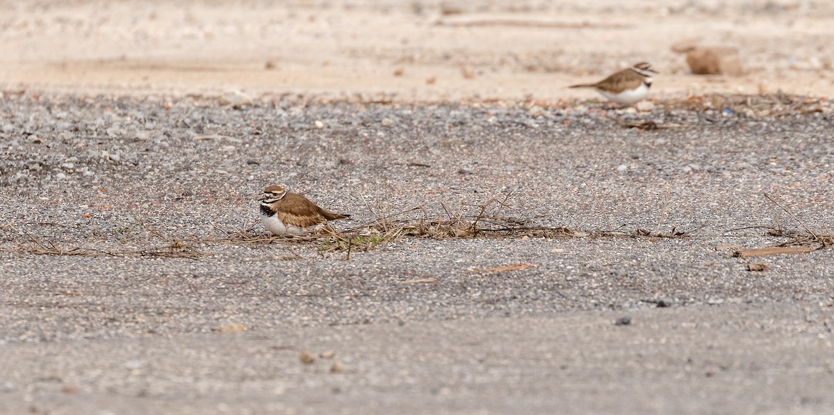 Killdeer - ML541555871