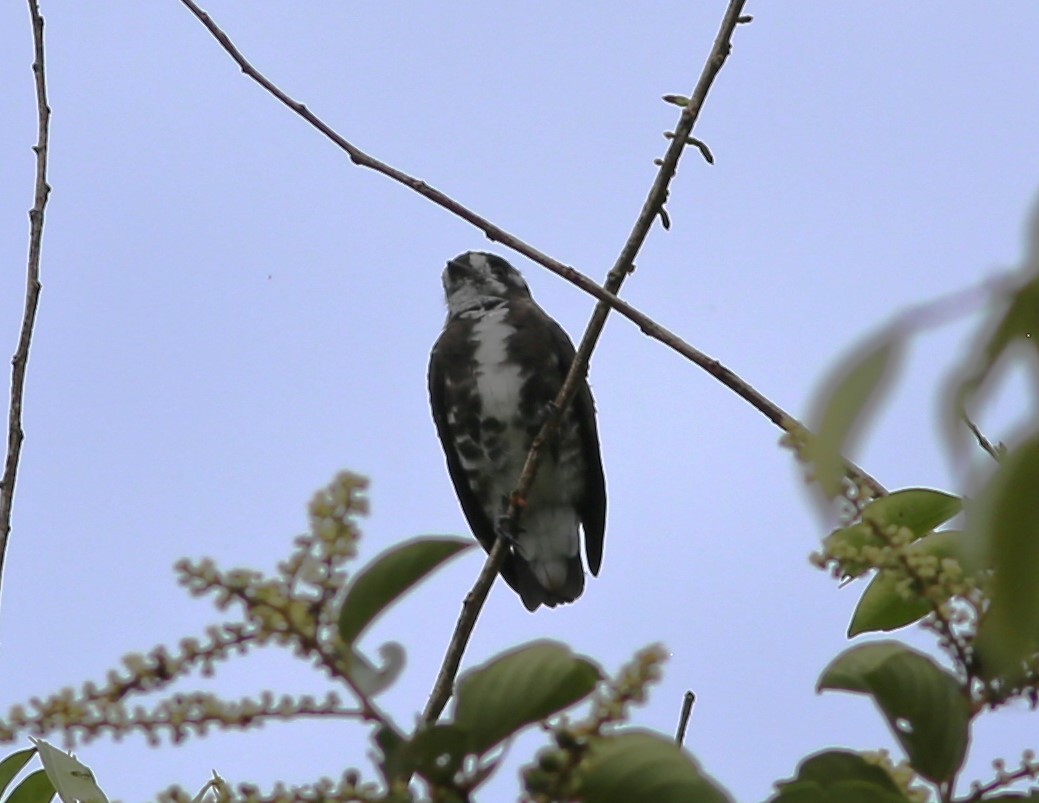 White-browed Purpletuft - ML541556311