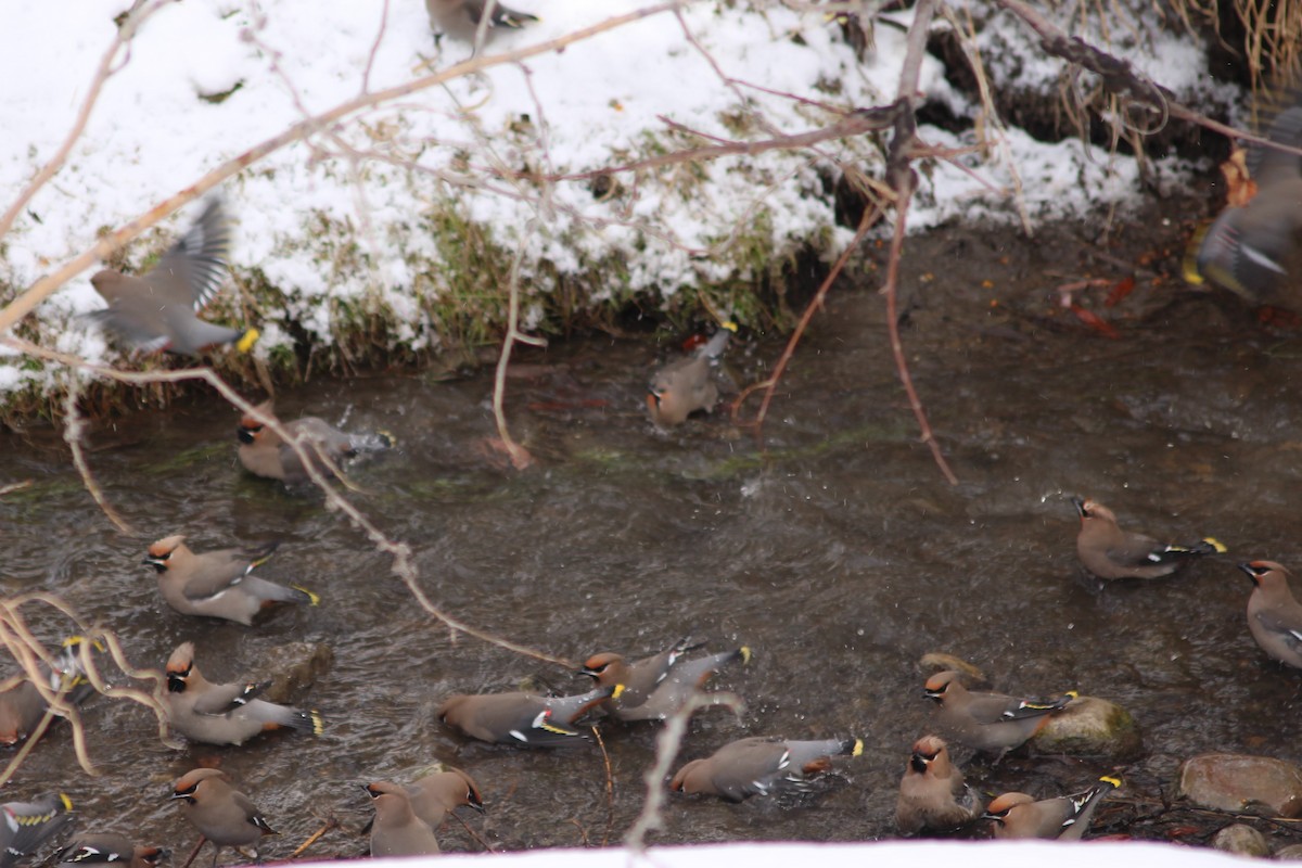 Bohemian Waxwing - ML541556711