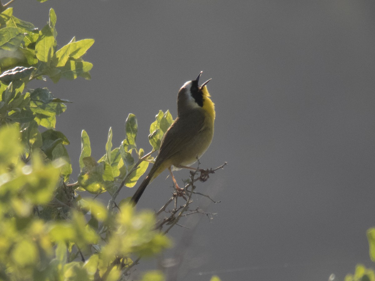 Common Yellowthroat - Glenn Kincaid