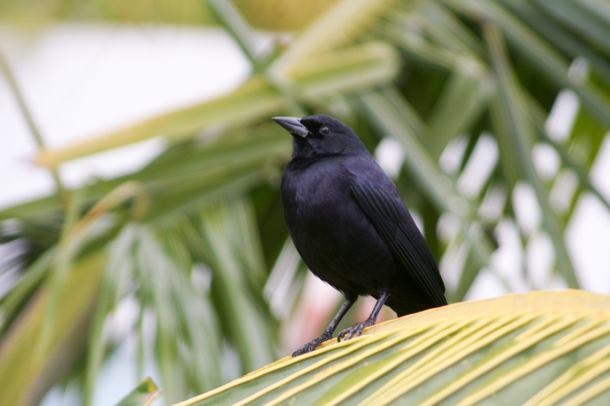 Cuban Blackbird - Jean-Sébastien Guénette