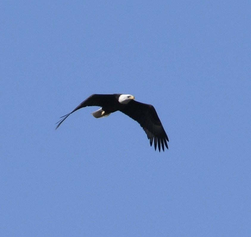 Bald Eagle - ML541557681