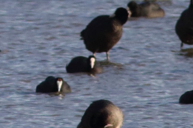 Red-knobbed Coot - ML541557711