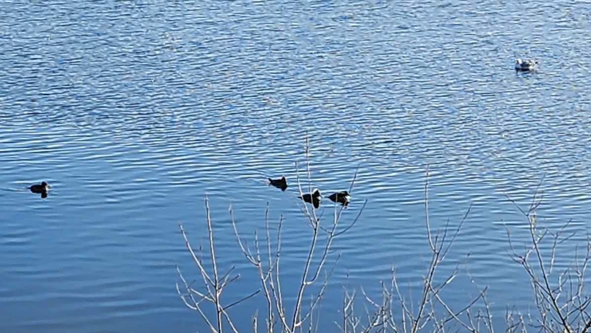 Hooded Merganser - ML541558441