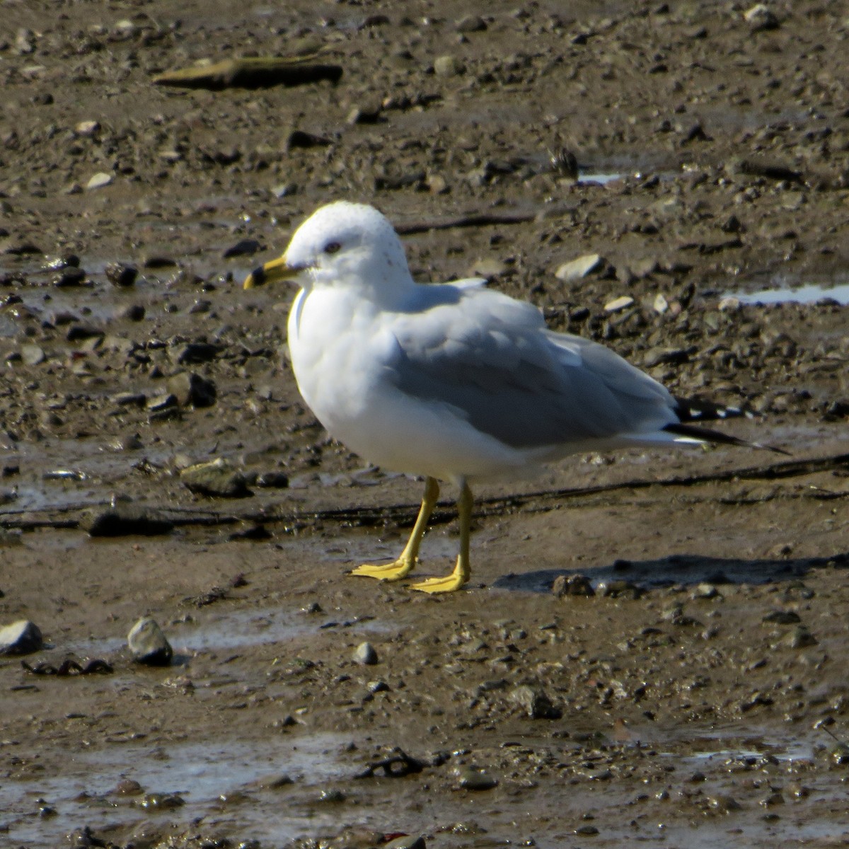 Ring-billed Gull - ML541558501