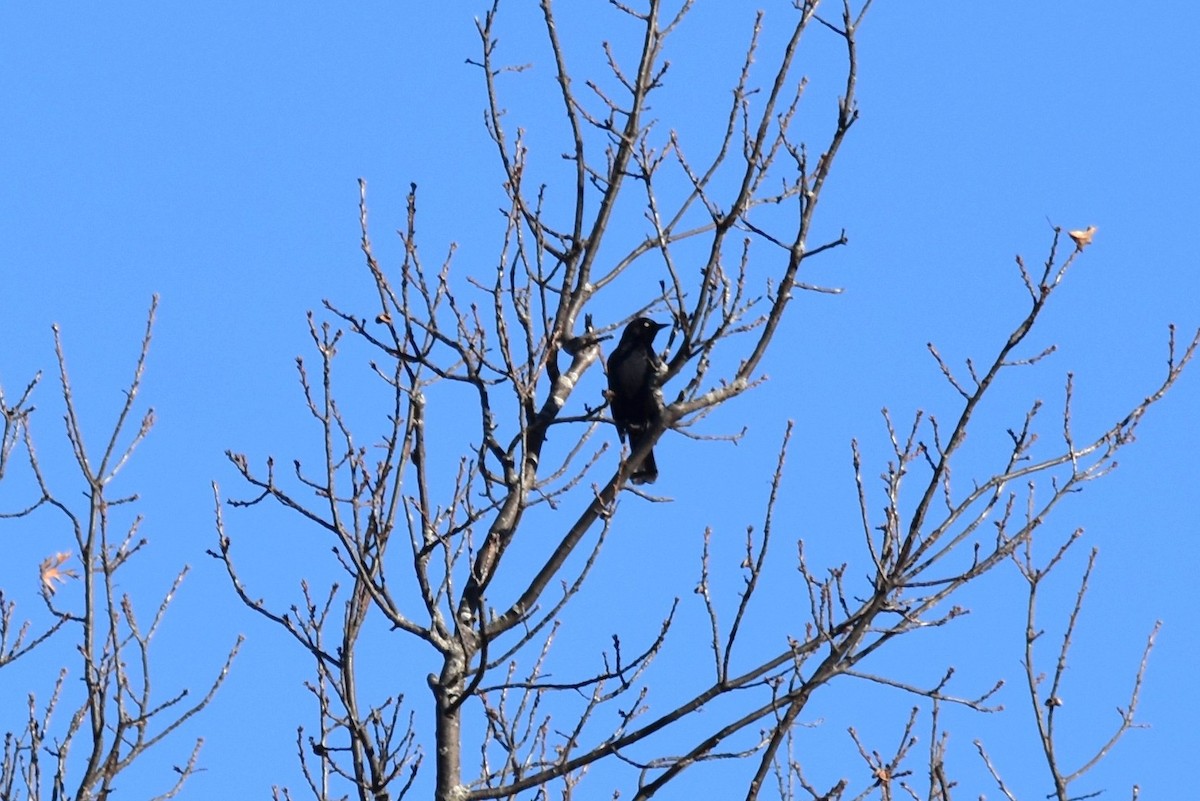 Rusty Blackbird - ML541558671