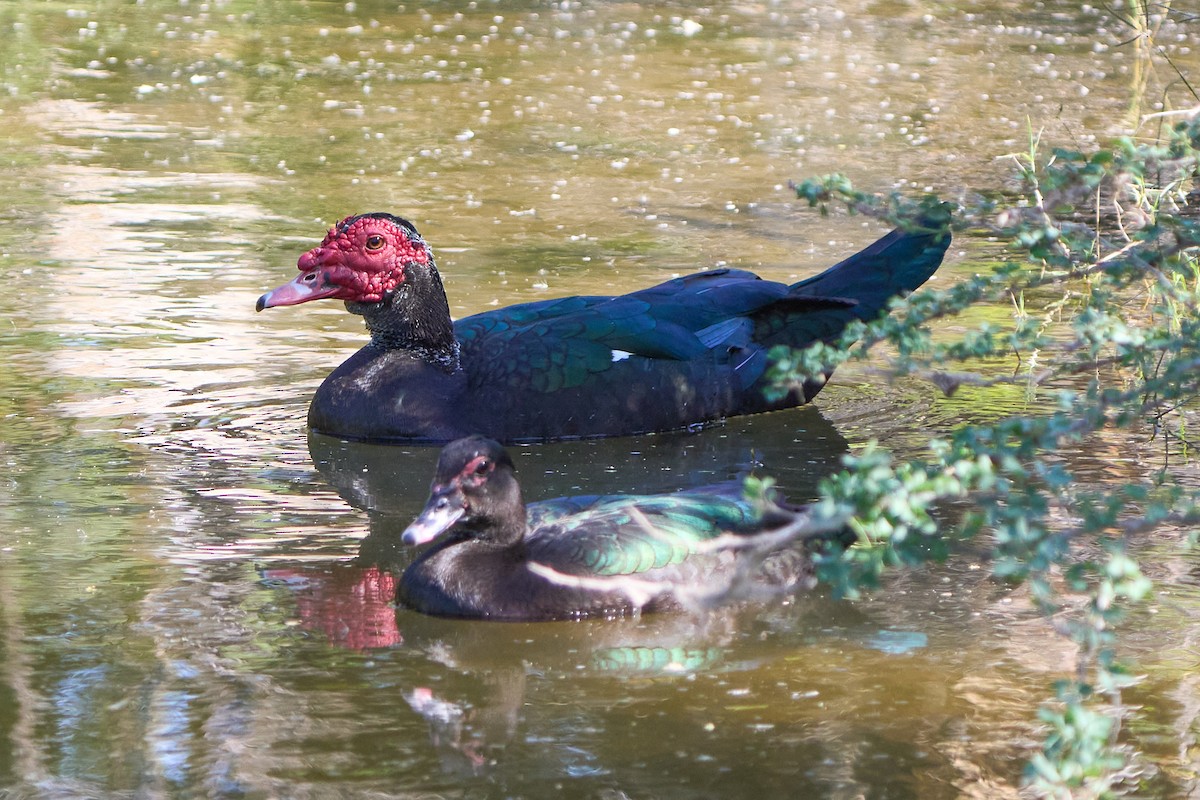 Muscovy Duck (Domestic type) - ML541558971