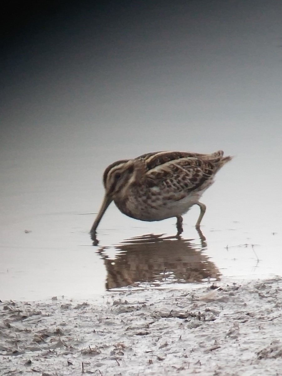 Jack Snipe - Hector Gonzalez Arcelus