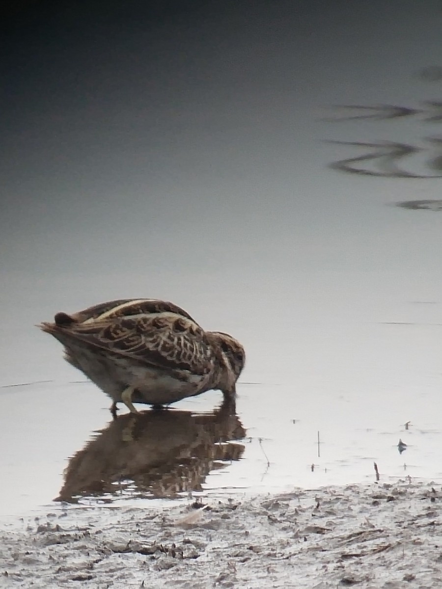 Jack Snipe - ML541559141