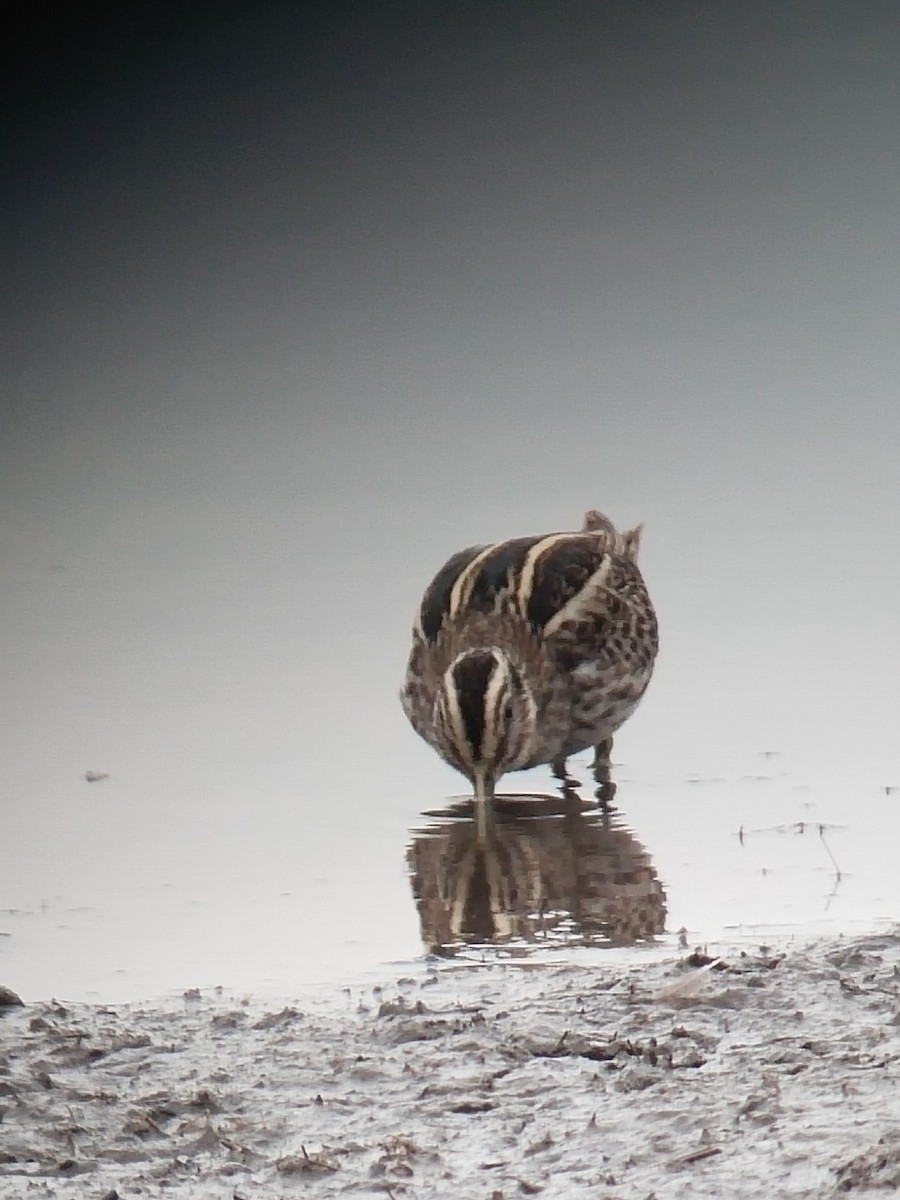 Jack Snipe - ML541559161