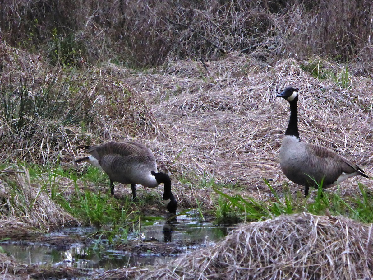 Canada Goose - ML541559631