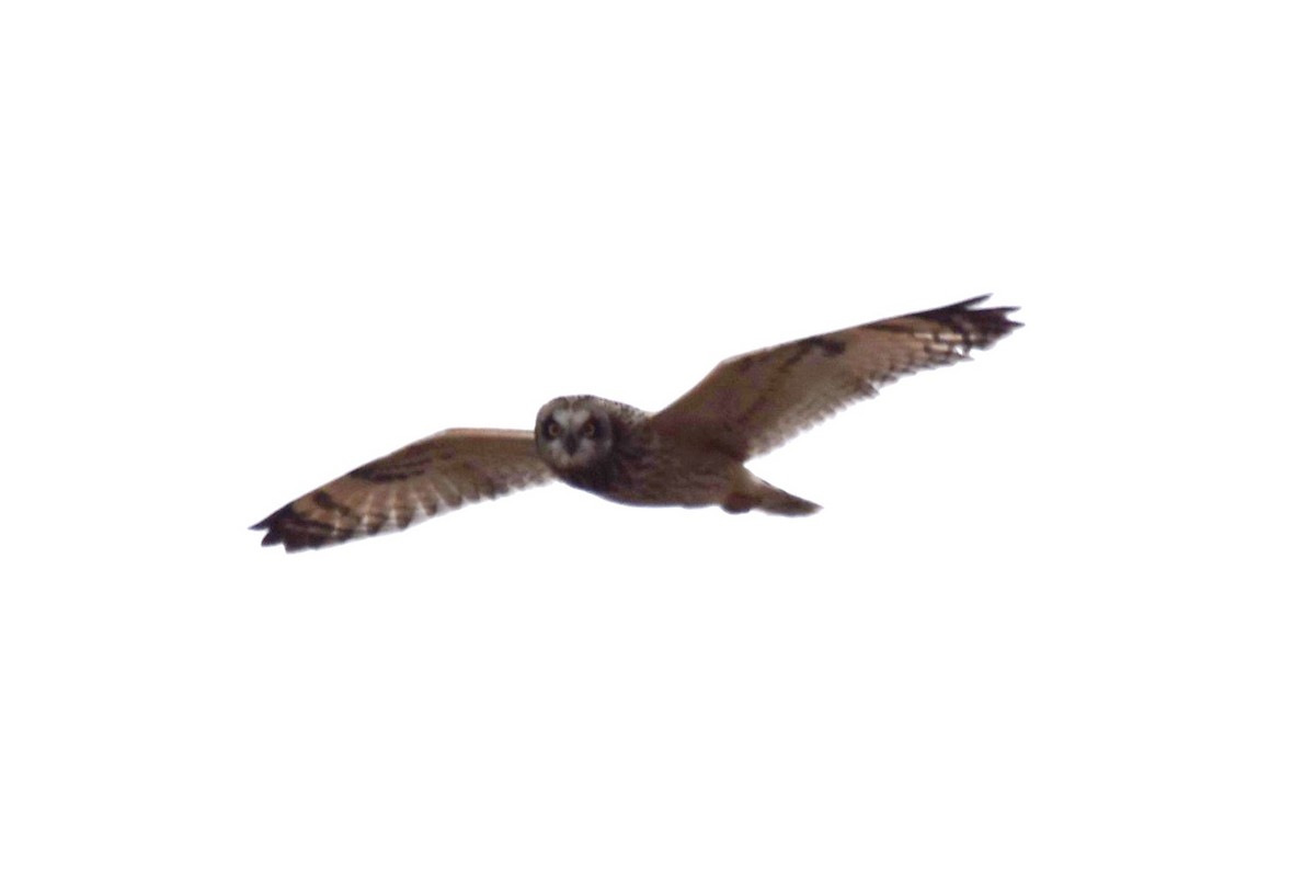 Short-eared Owl - ML541559651