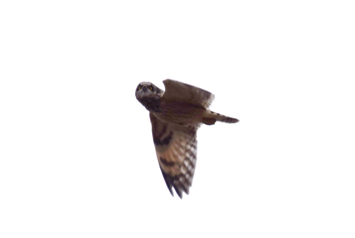 Short-eared Owl - ML541559661