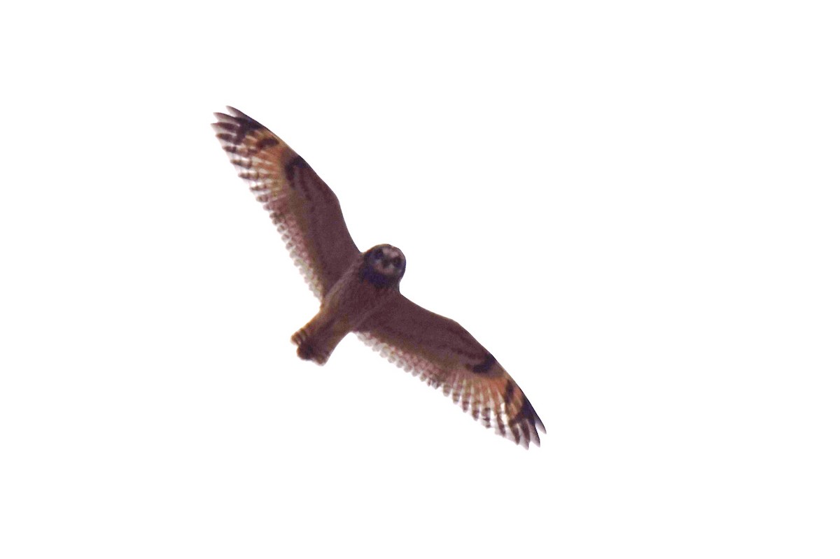 Short-eared Owl - ML541559681