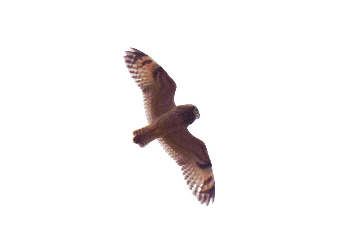 Short-eared Owl - ML541559691