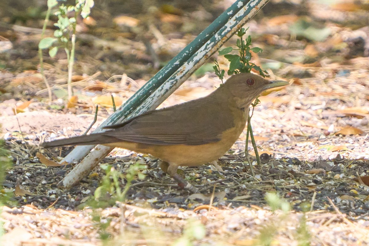 Clay-colored Thrush - ML541559961