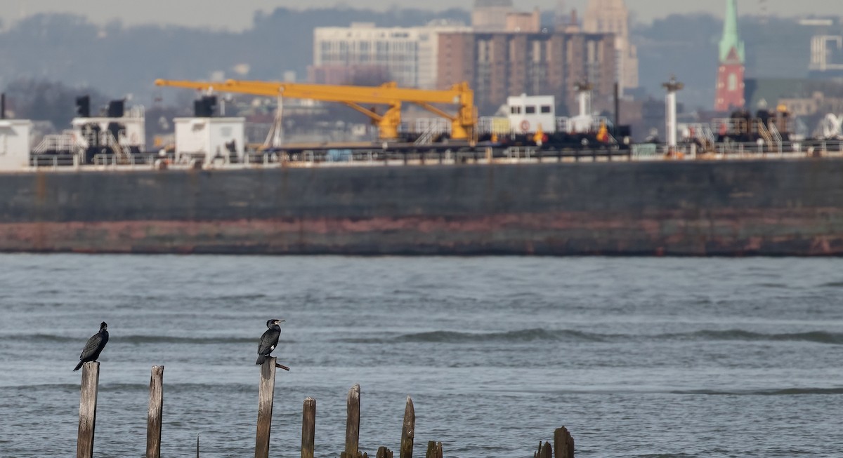 Great Cormorant - ML541559981