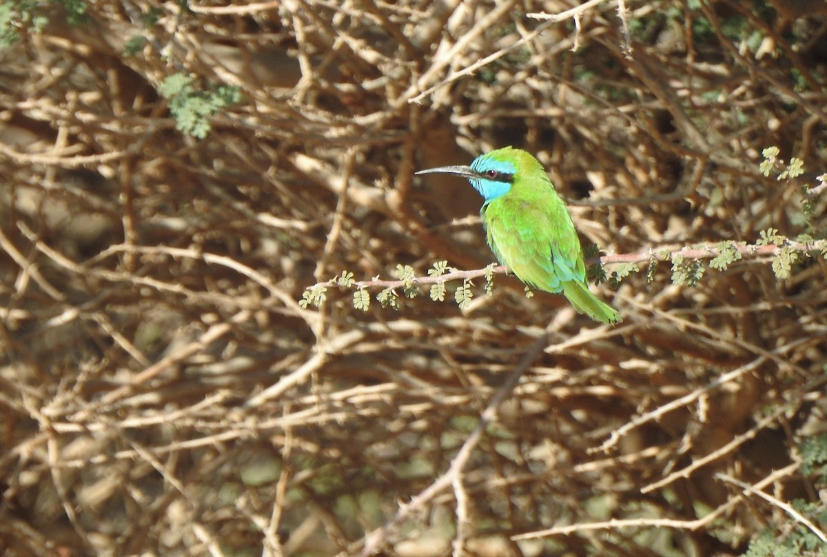 Arabian Green Bee-eater - ML541560001