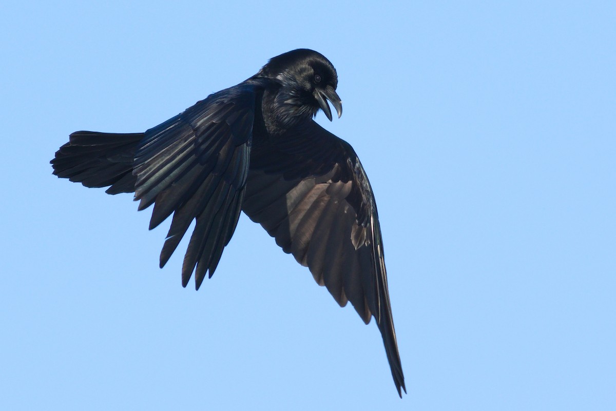 Common Raven - ML541561061