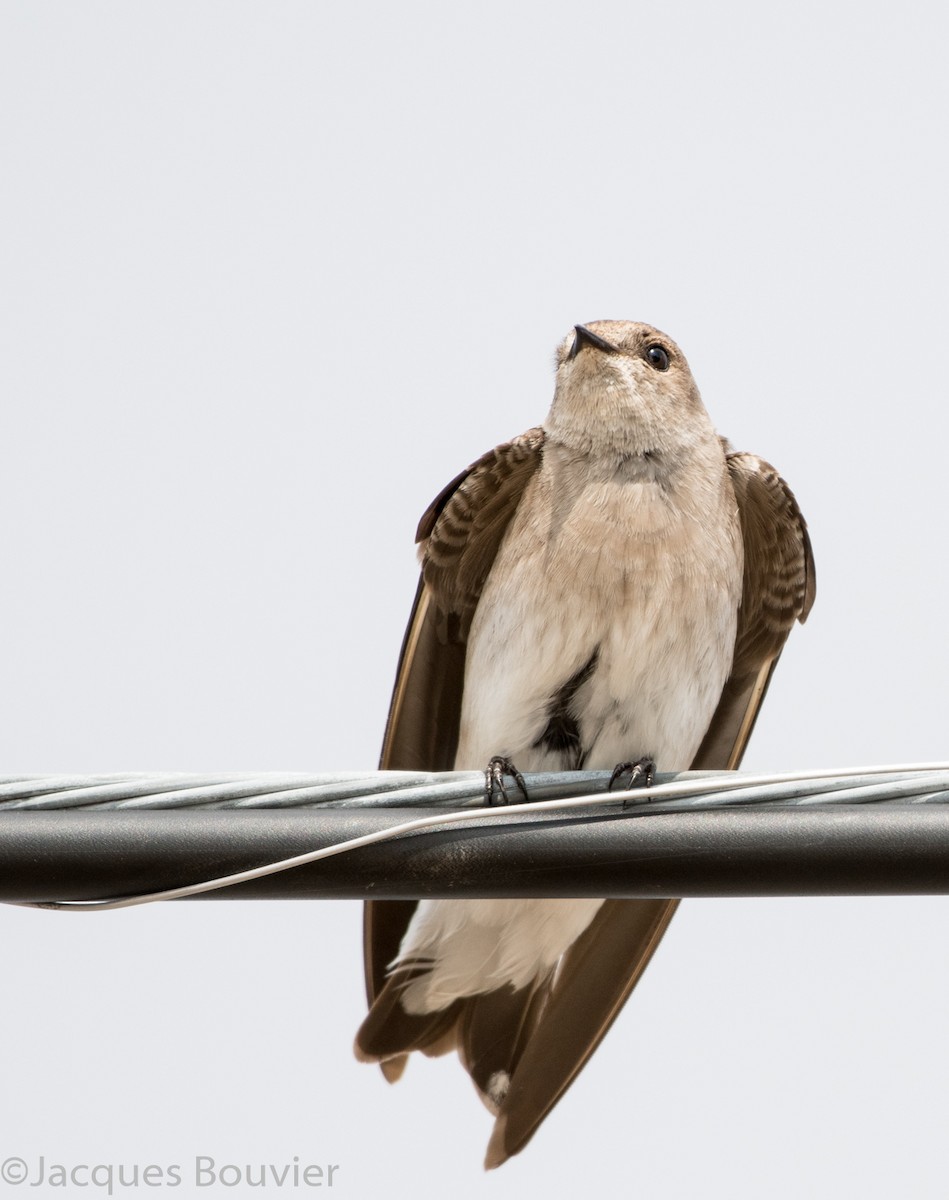 Northern Rough-winged Swallow - ML54156191
