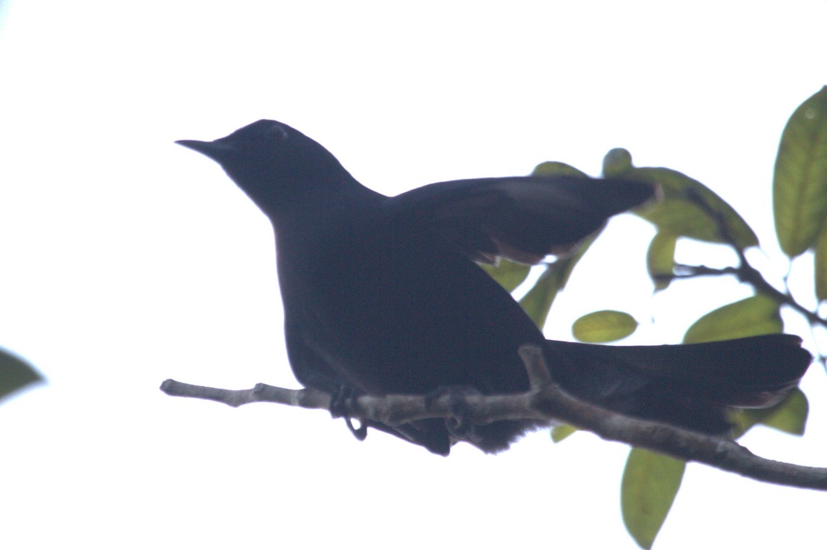 Pájaro Gato Negro - ML541562561