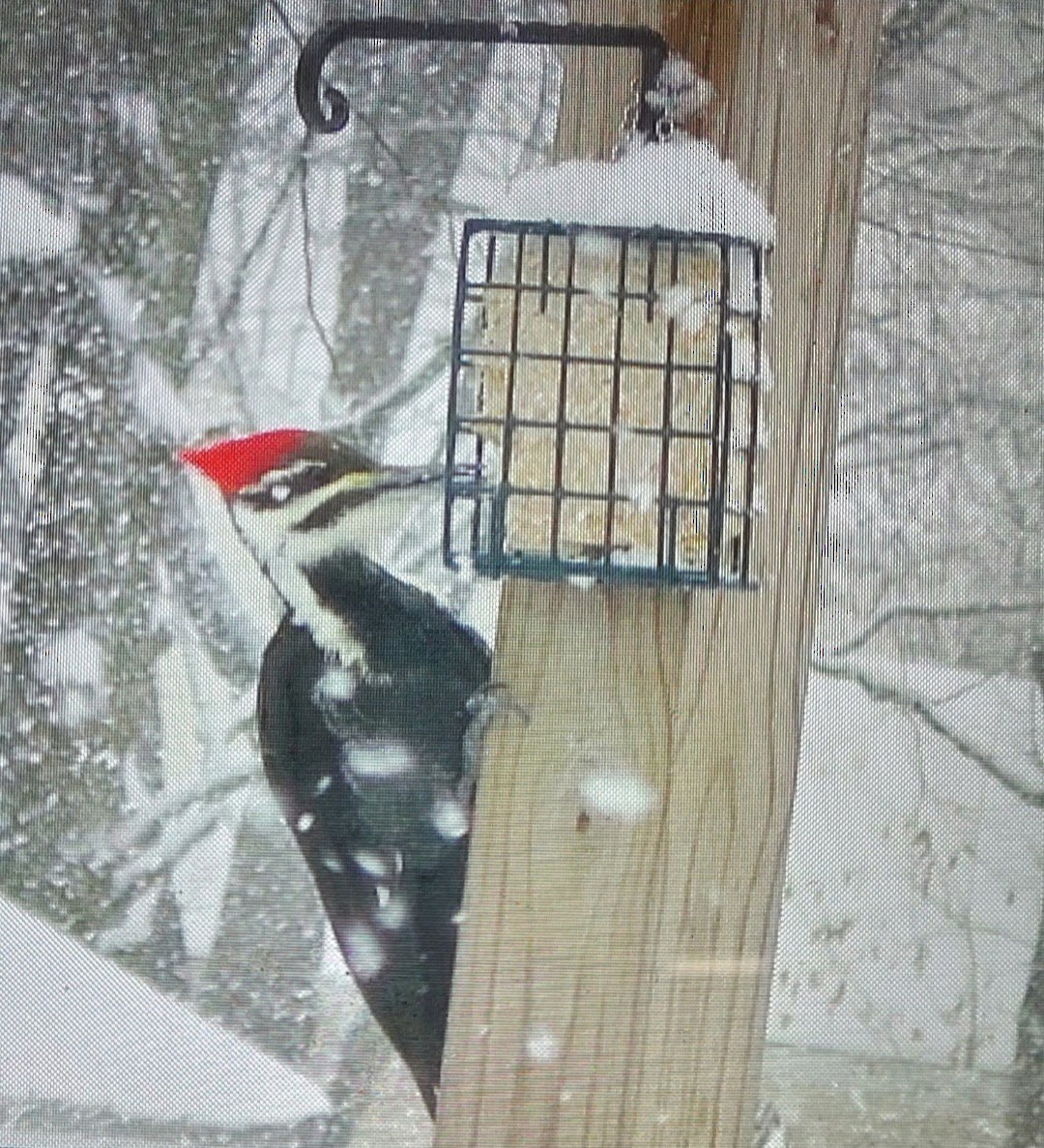 Pileated Woodpecker - ML541562831