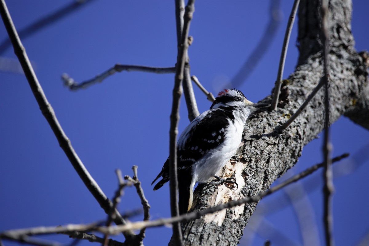 Hairy Woodpecker - ML541563351