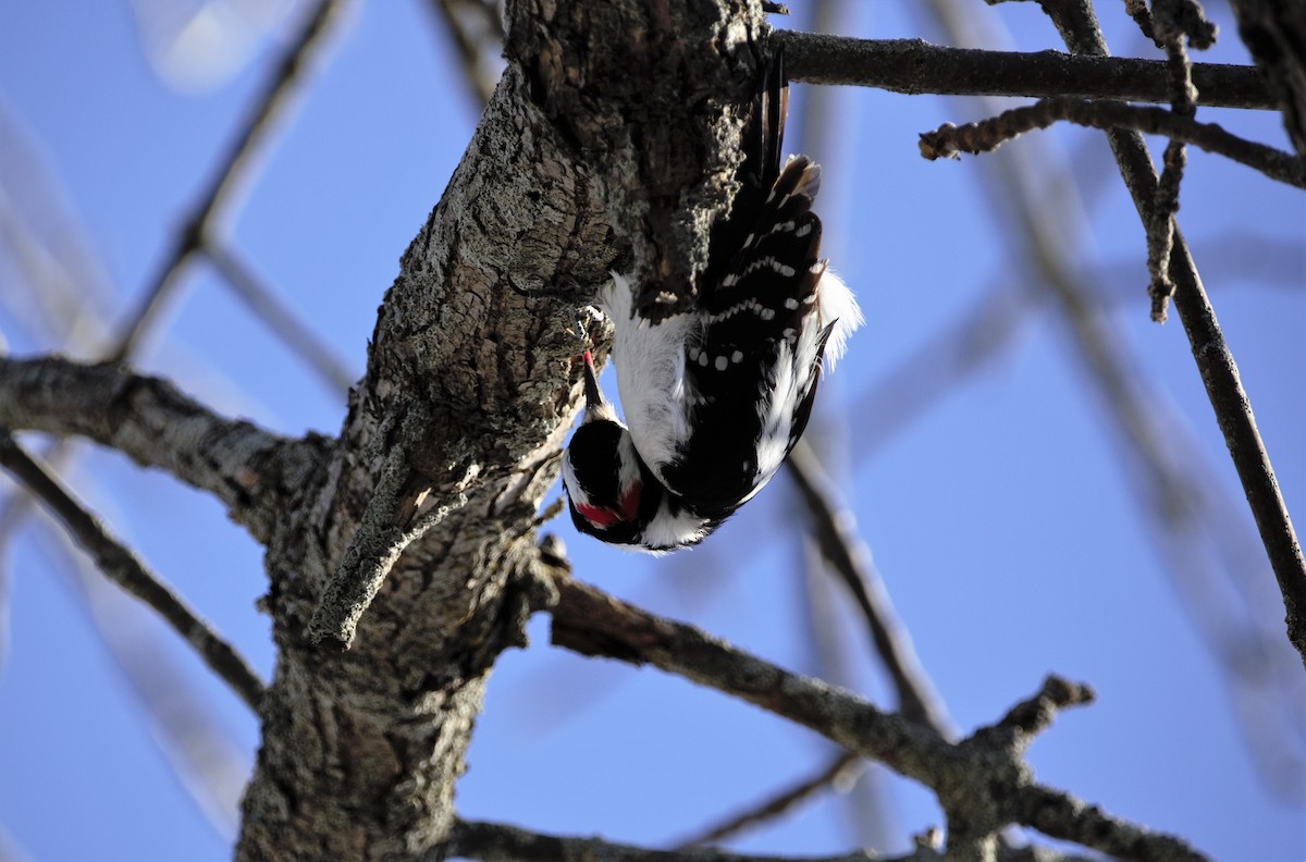 Hairy Woodpecker - ML541563551