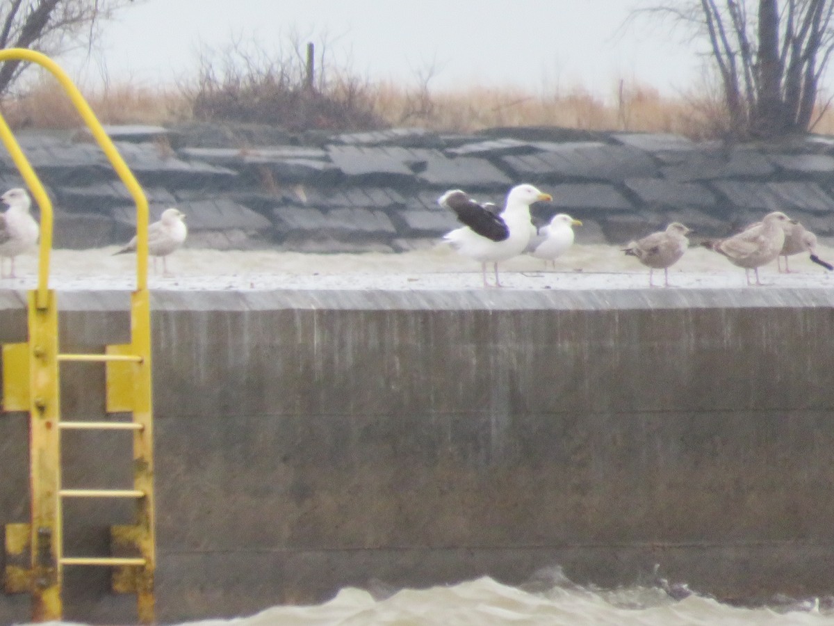 Great Black-backed Gull - ML541564831