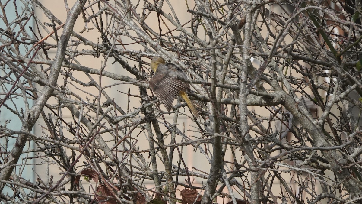 Bullock's Oriole - ML541565051