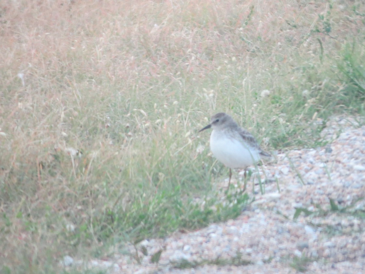 Least Sandpiper - ML54156711