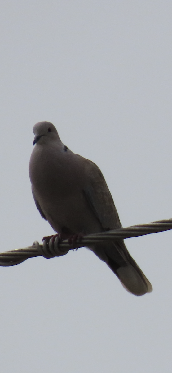 Eurasian Collared-Dove - ML541567301