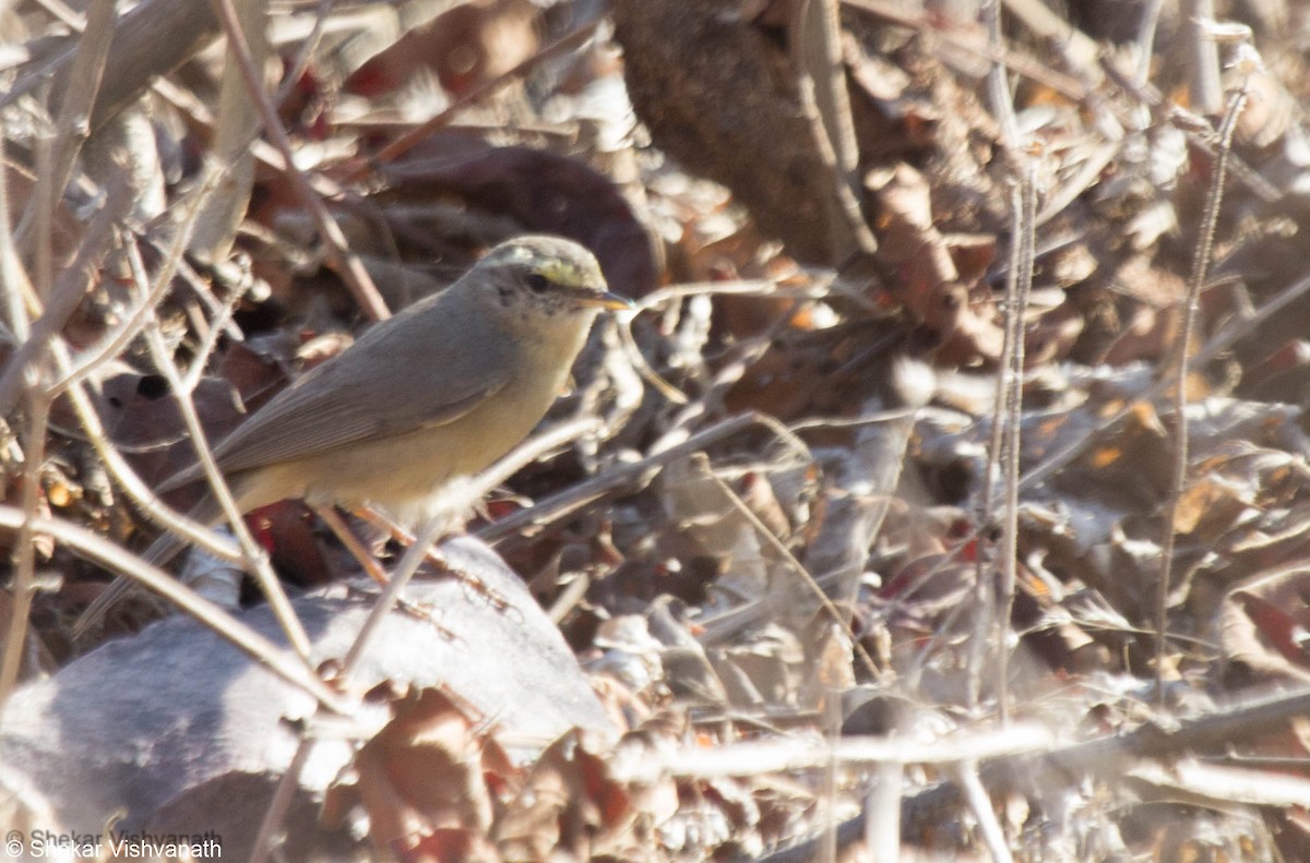 Sulphur-bellied Warbler - Shekar Vishvanath