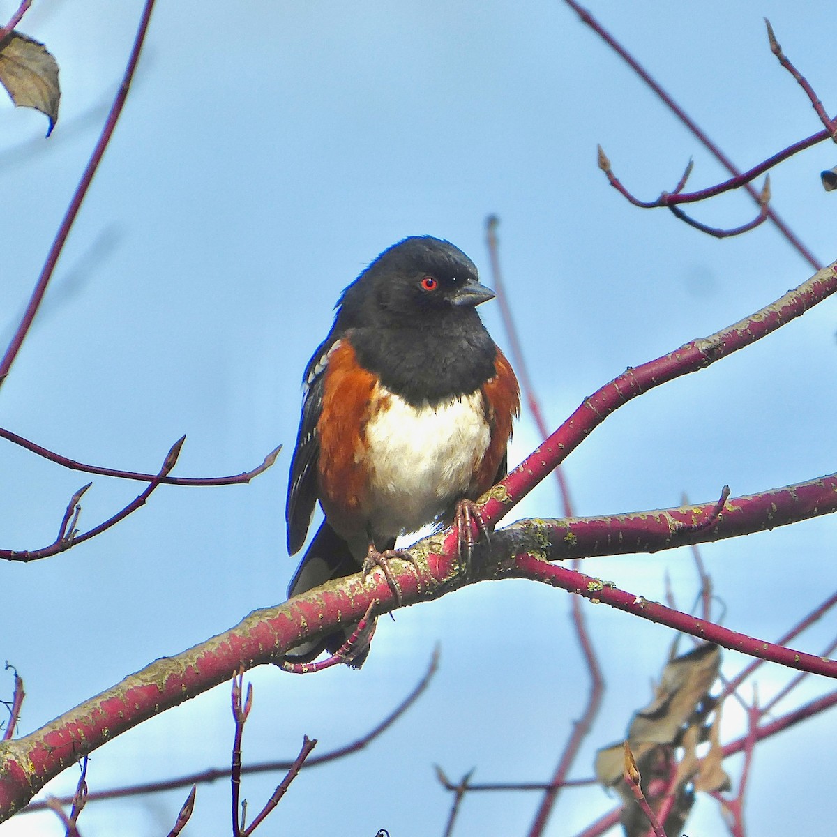 Spotted Towhee - ML541570601