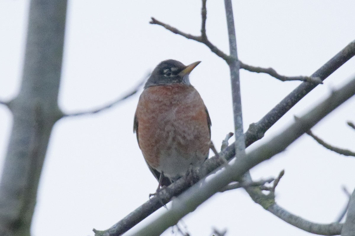 American Robin - ML541571101