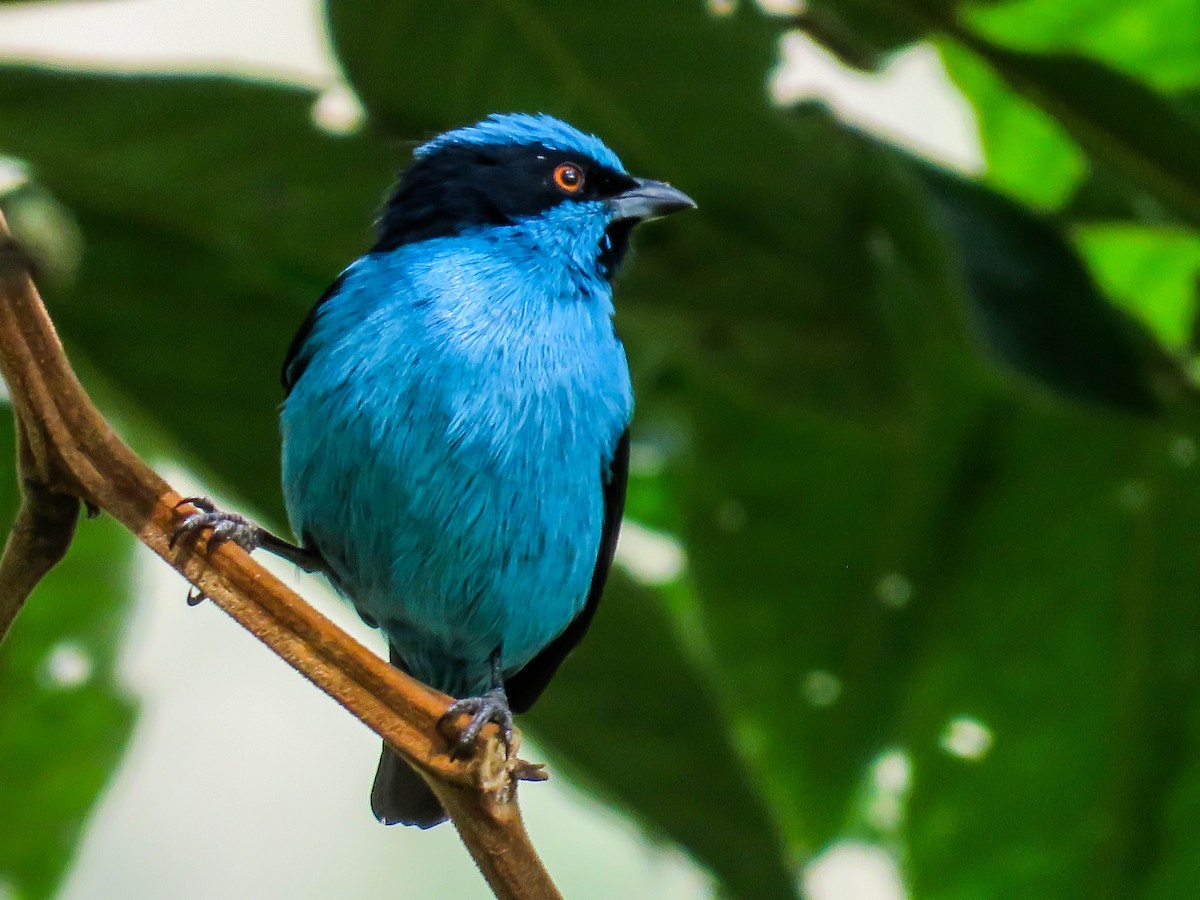 Turquoise Dacnis - ML541571271