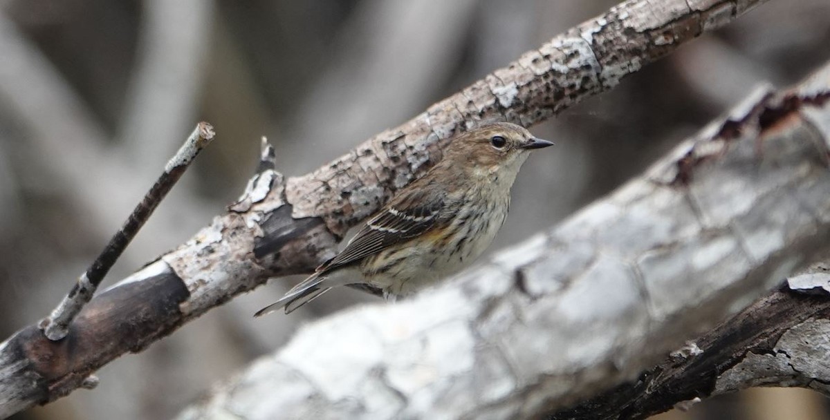 Yellow-rumped Warbler - William Boyes