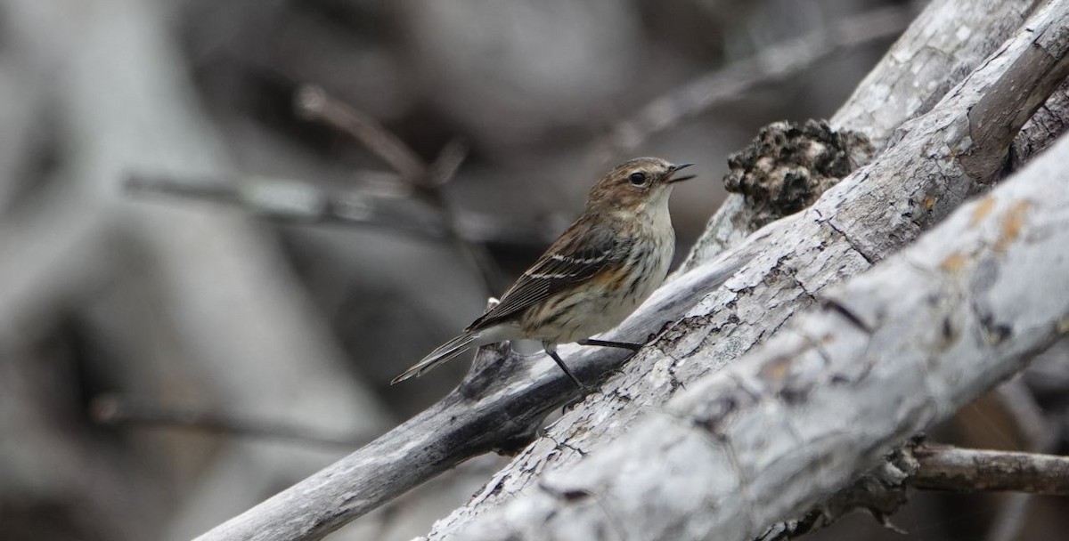 Yellow-rumped Warbler - William Boyes