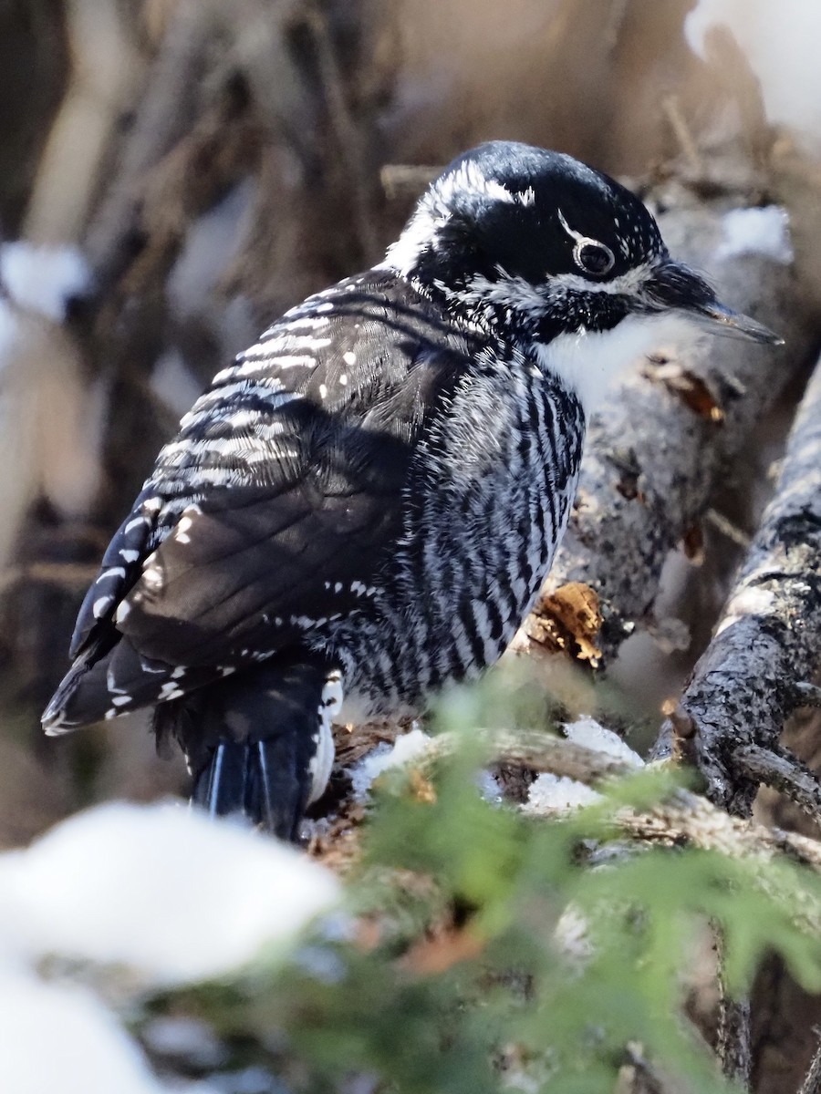 American Three-toed Woodpecker - ML541575471