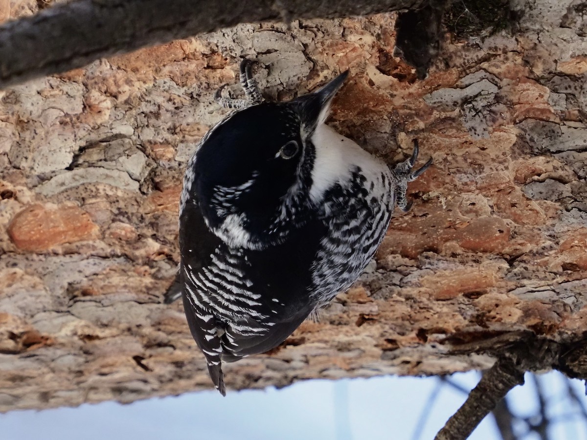 American Three-toed Woodpecker - ML541575481