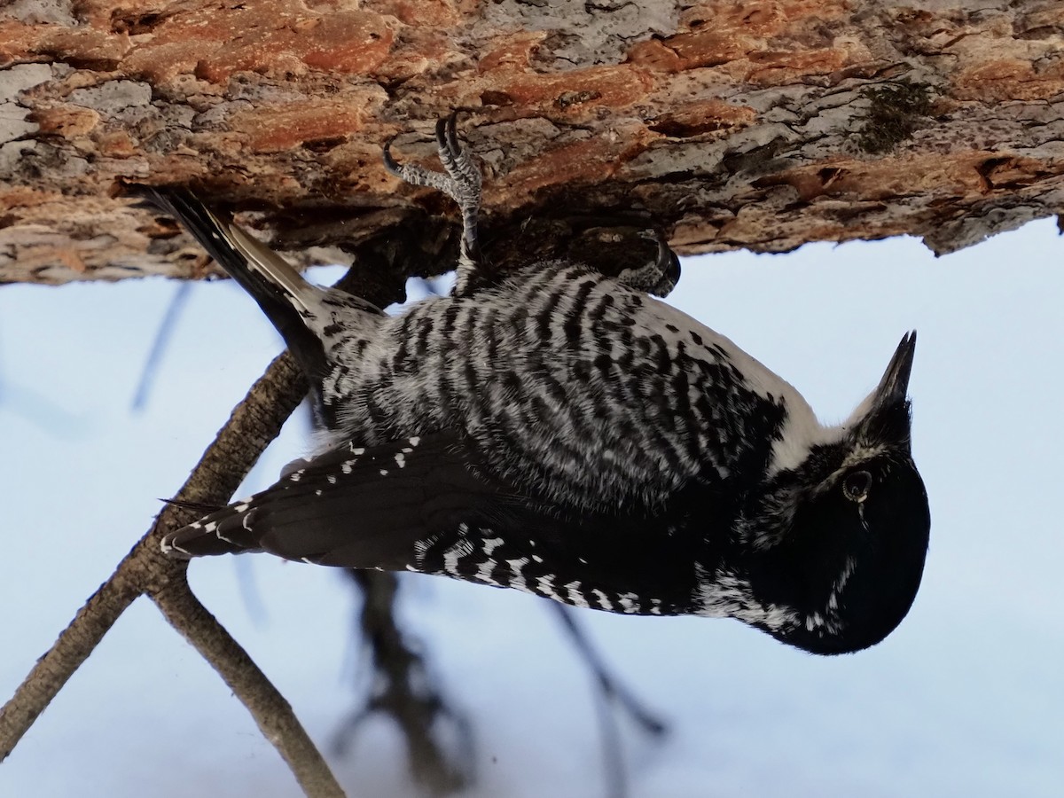 American Three-toed Woodpecker - ML541575491