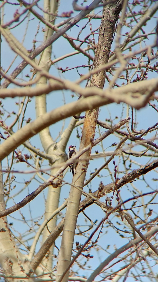 Downy Woodpecker - ML541575551