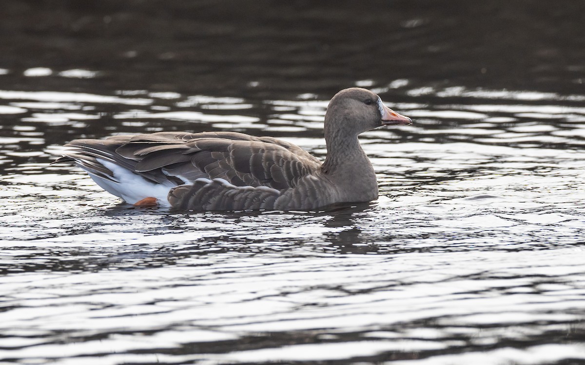Greater White-fronted Goose (Western) - ML541575661