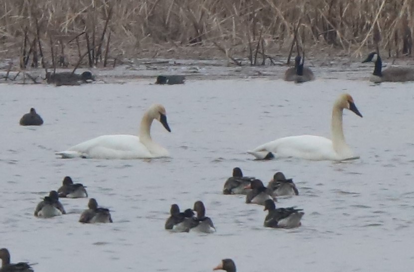 Trumpeter Swan - ML541576571